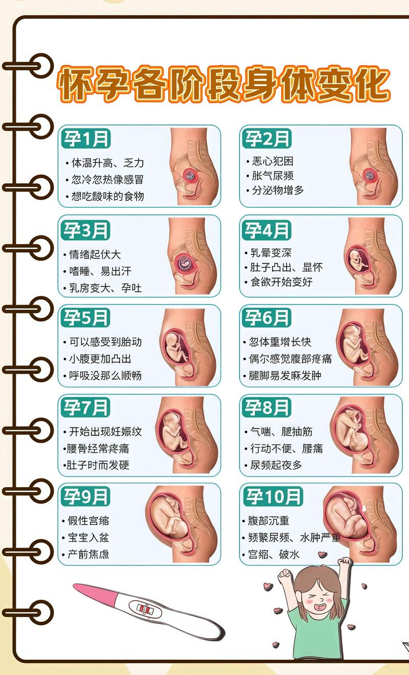 揭秘供卵代孕妈妈怀孕小腹分两节，孕期变化的奥秘济宁代生机构: